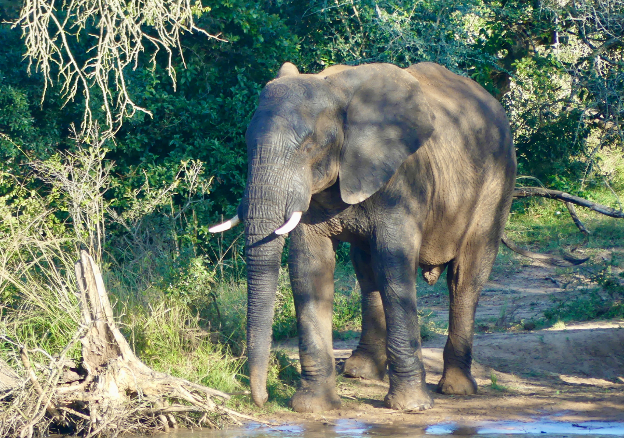 African Elephant